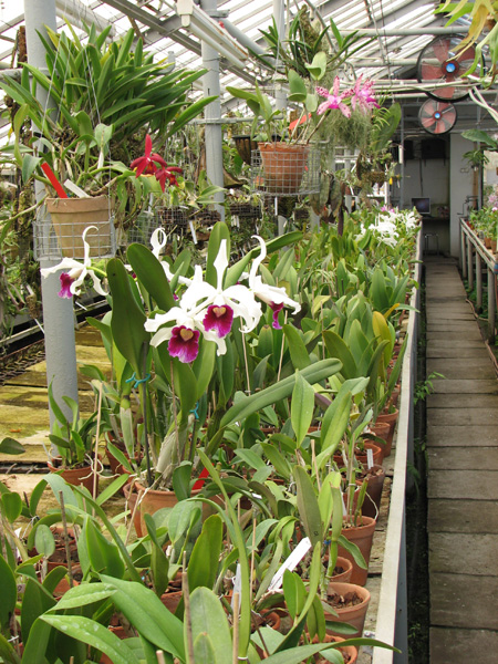 Природные виды орхидей в Киеве.jpg