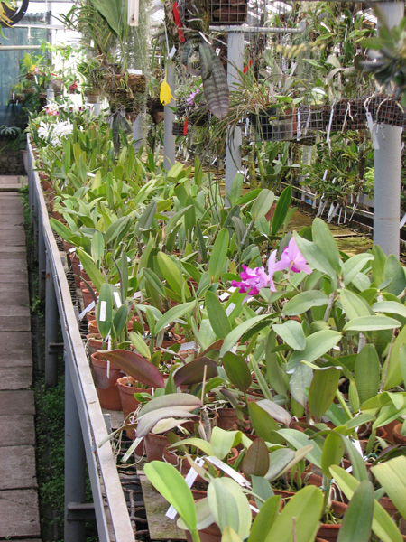 Магазин орхидей в Киеве.jpg