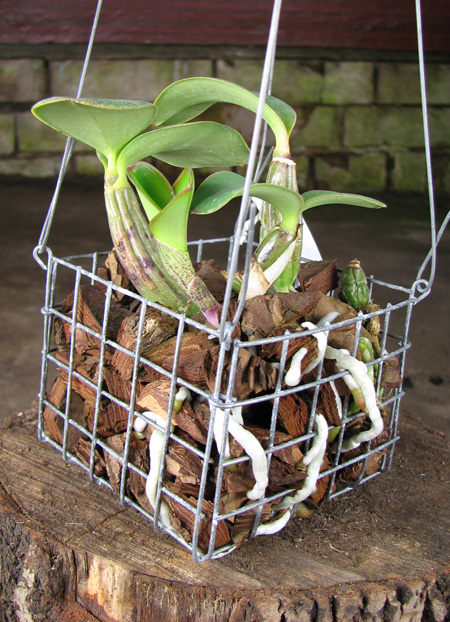 Cattleya nobilior tipo 'Rafael Wenzel' x Cattleya nobilior tipo 'Luciana'.jpg