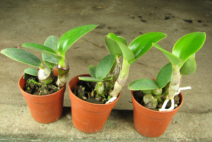 Cattleya nobilior amalie.jpg