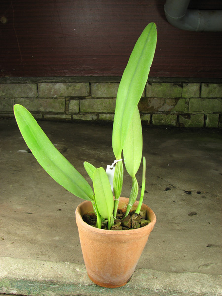 Cattleya quadricolor alba x Cattleya quadricolor suavissima.jpg