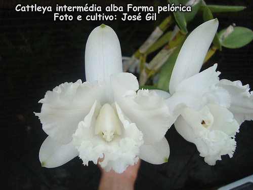 Фото орхидеи C. intermedia alba pelórica