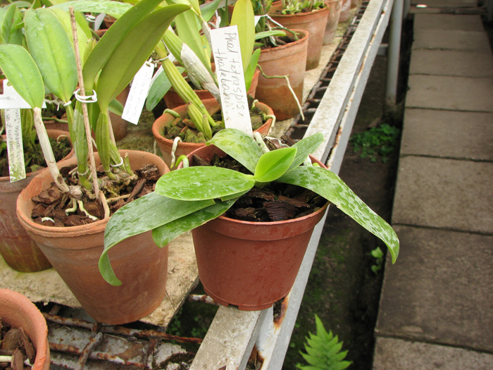 Phalaenopsis tetraspis x thalebanii.jpg