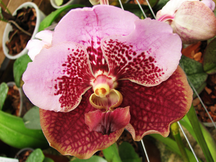 Vanda sanderiana x Vanda Pimchai Beauty.jpg
