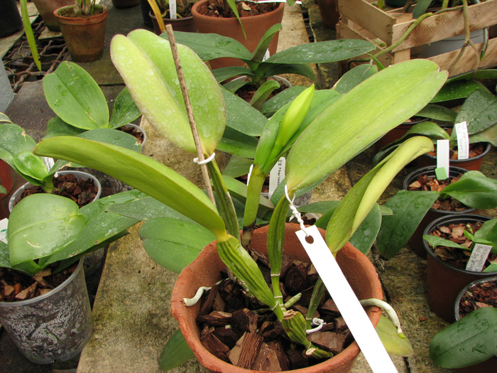 Cattleya warneri semi alba 'Geneva' x Laelia praestans alba.jpg