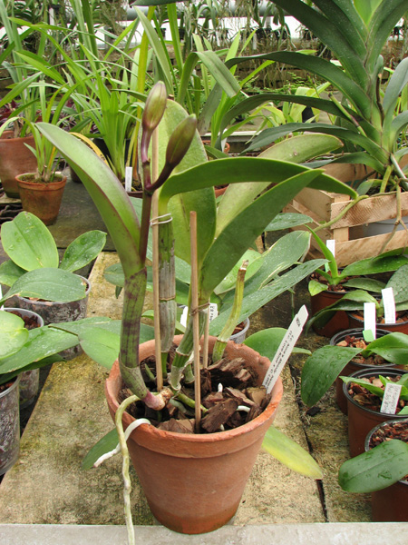 Laeliocattleya Nora's Melody 'Hsinying'.jpg