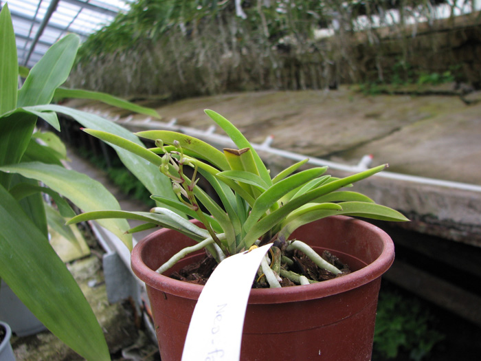Neofinetia falcata.jpg