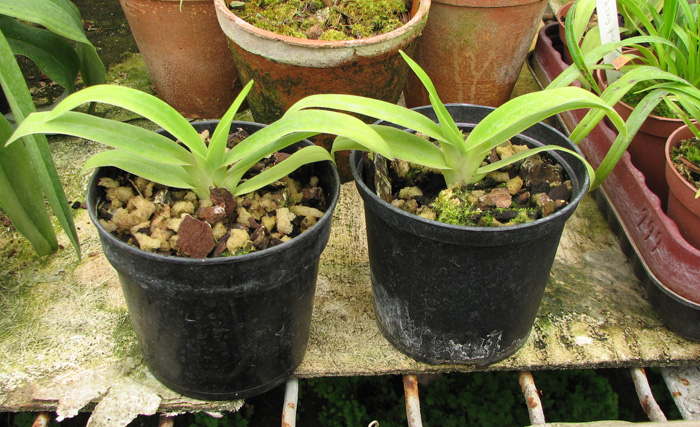 Phragmipedium Memory Dick Clements (besseae x sargentianum).jpg