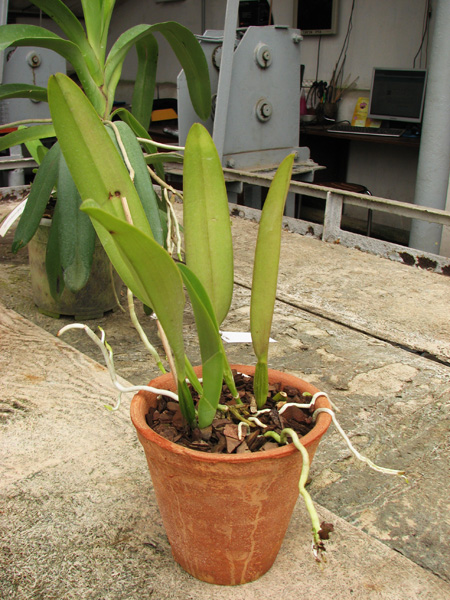 Cattleya quadricolor semi alba x Cattleya quadricolor 'Da Zoraide'.jpg