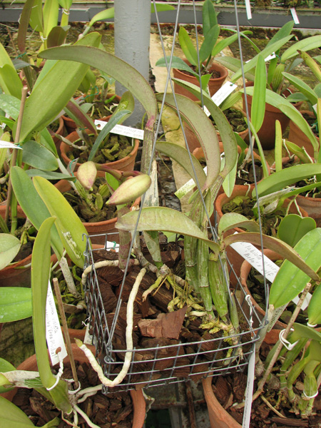 Cattleya walkeriana.jpg