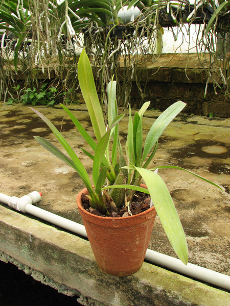 Odontoglossum praestans.jpg