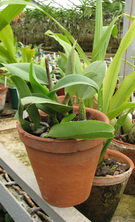 Laeliocattleya Love Knot 'Sato' (sincorana x walkeriana).jpg