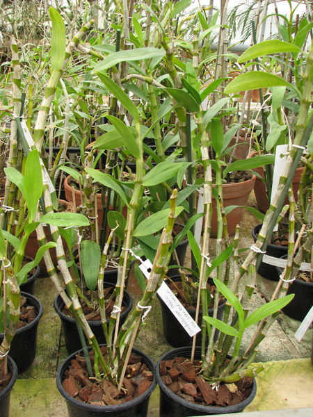 Dendrobium nobile var sanderianum.jpg