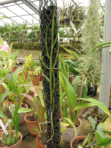 Vanda Popo 'Chao Phaya'.jpg