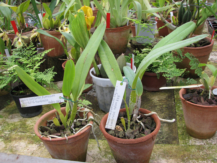 Laelia tenebrosa 'Fumacina Fujita' x Laelia tenebrosa extra XXX.jpg