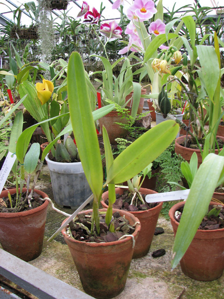 Laelia tenebrosa vinicolor x Laelia tenebrosa 'Richard'.jpg