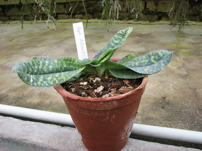 Paphiopedilum delenatii alba.jpg