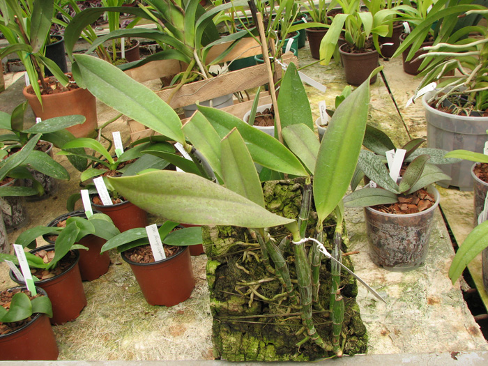 Cattleya walkeriana.jpg