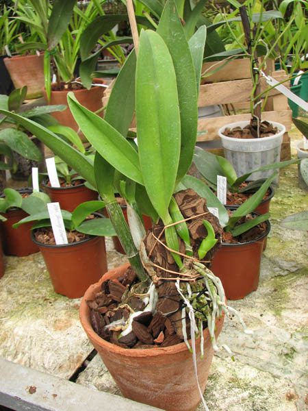 Cattleya dowiana rosea x self.jpg