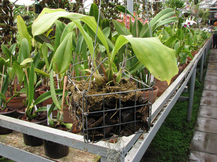 Орхидея Gongora histrionica.jpg