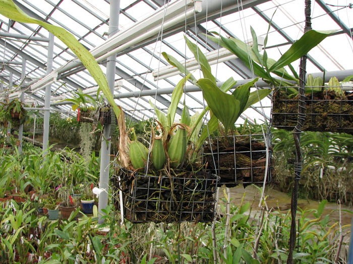 Gongora flaveola.jpg