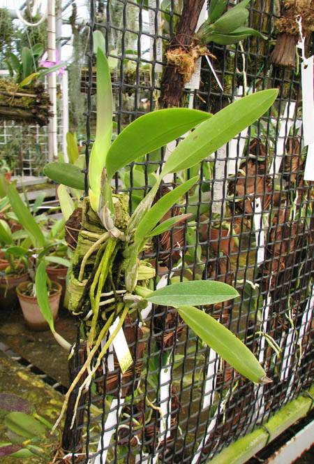 Laelia anceps var alba.jpg