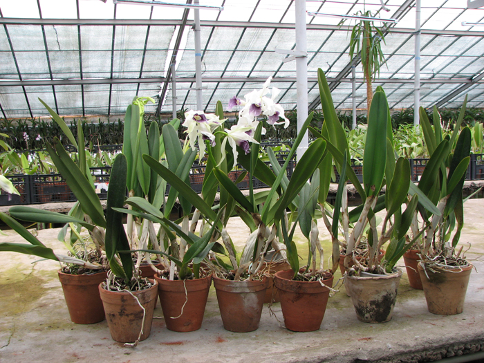 Laelia purpurata werkhauseri.jpg
