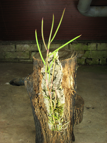 Vanda Miss Joaquim (Vanda hookeriana x Vanda teres).jpg
