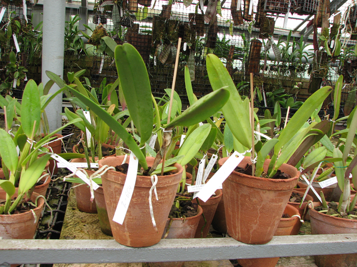 Cattleya rex x rex.jpg