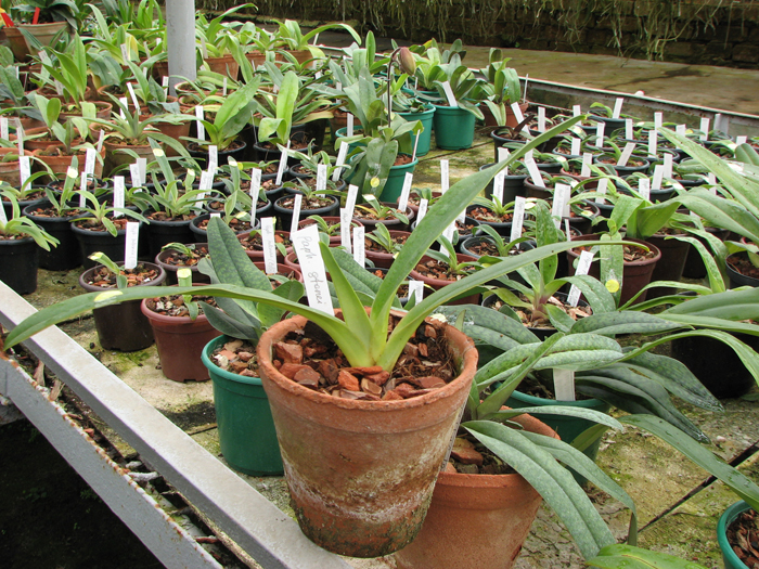 Paphiopedilum stonei.jpg