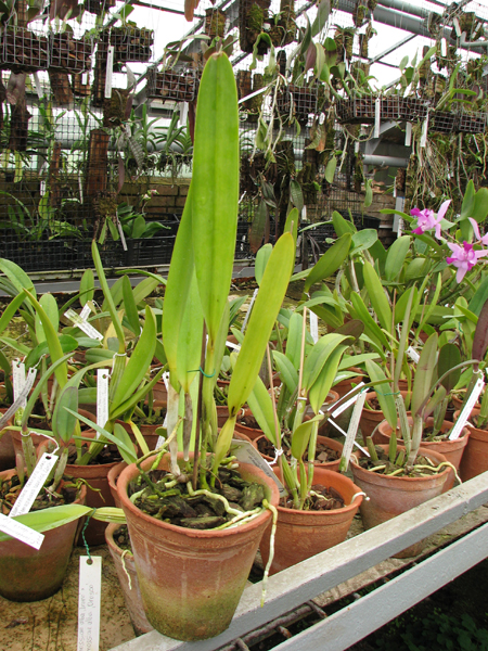 Laelia purpurata.jpg