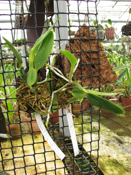Laelia pumila alba 'HI' х Laelia pumila coerulea 'Violeta'.jpg