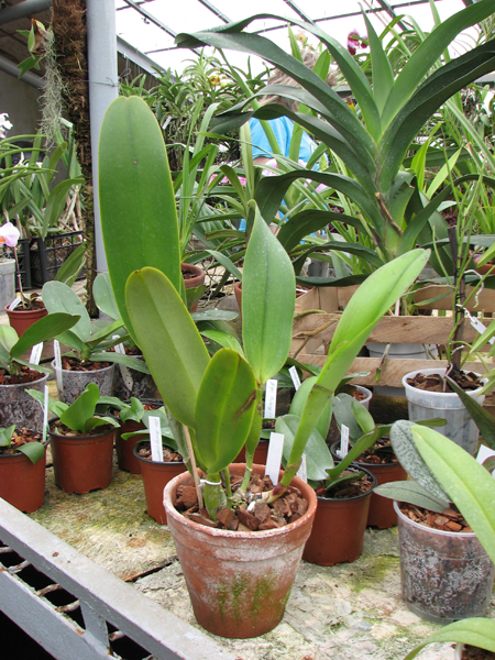 Brassolaeliocattleya Toshie Aoki 'Pizazz Subv OC'.jpg