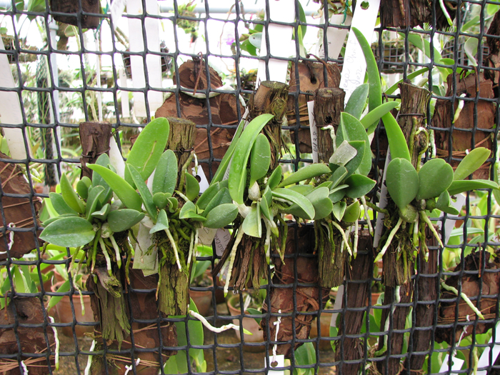 Laelia sincorana.jpg