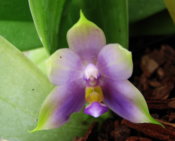 Phalaenopsis violacea 'Blue'.jpg