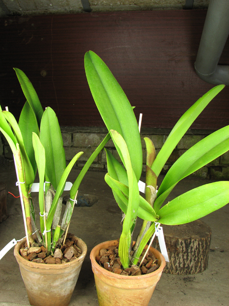 Brassolaeliocattleya Chinese Beauty 'Fire Phoenix'.jpg