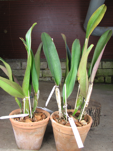 Brassolaeliocattleya Triumphal Coronation 'Seto'.jpg