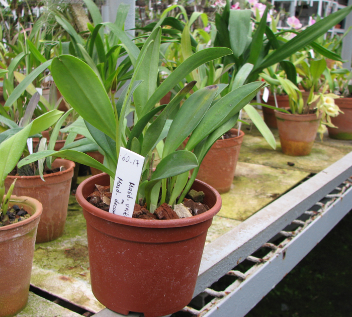 Masdevallia veitchiana x decumana.jpg