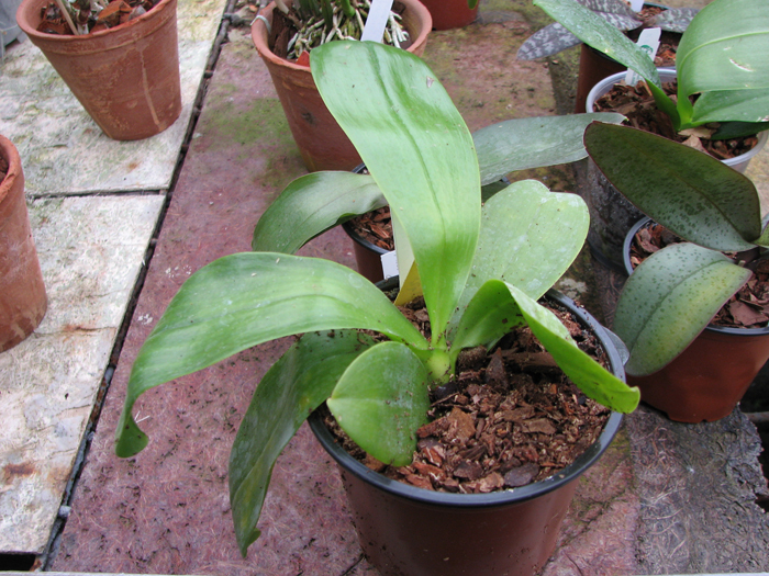 Phalaenopsis Chang Maw Evergreen 'Ux Bix' x (Phalaenopsis (Tzu Chiang Litlitz x Phalaenopsis (Buena Jewel x Peach State Red)) x Phalaenopsis (Su An Super Star x George Vasquez)).jpg