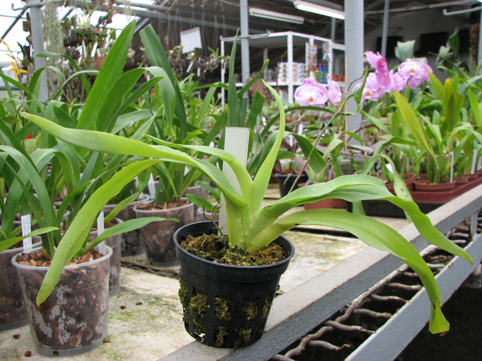 Aeranthes grandiflora.jpg