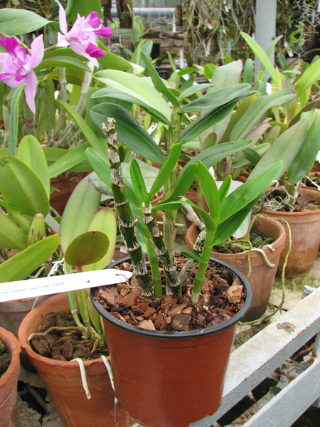 Dendrobium Pocket Lover 'Green Valley'.jpg