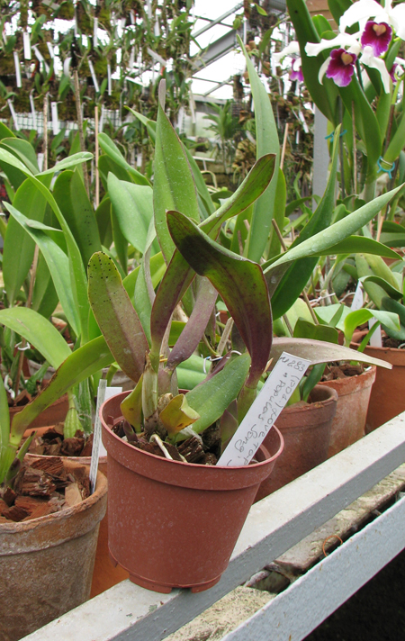 Potinara Love Tapestry 'Popular Song'.jpg