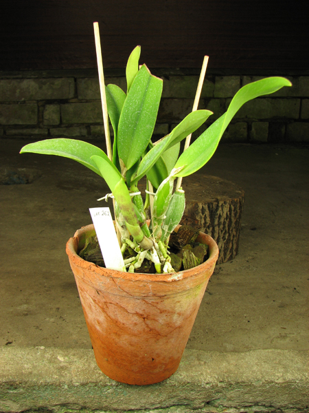 Laeliocattleya Mini Purple 'Blue Pacific' (pumila x walkeriana).jpg