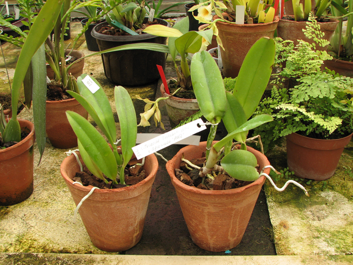 Cattleya trianae trilabelo 'AWZ' x Cattleya trianae aquinada 'AWZ'.jpg