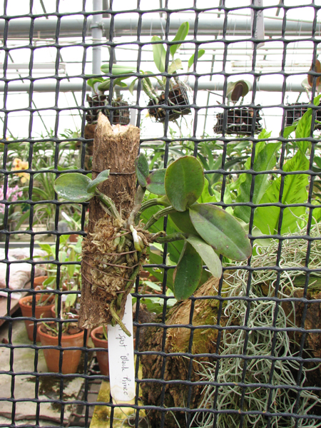 Cattleya Pradit Spot 'Black Prince'.jpg
