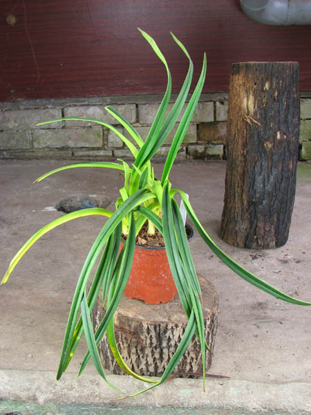 Phragmipedium hirtzii.jpg