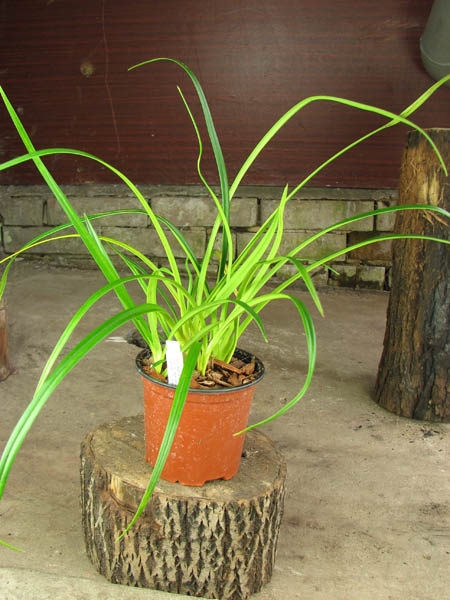 Phragmipedium pearcei.jpg