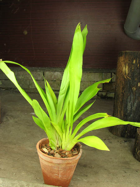 Bollea lawrenciana.jpg