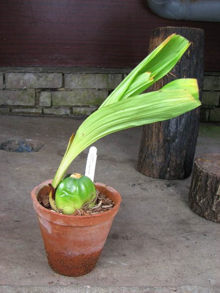 Lycaste Memoria Olga Anton.jpg