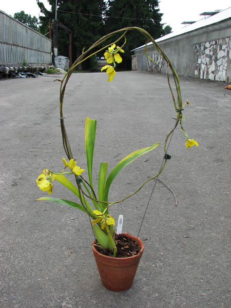 Cyrtochilum macranthum.jpg